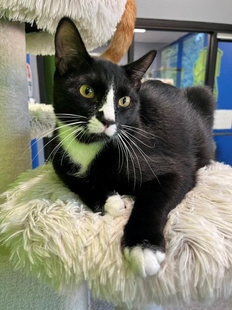 Enlarge Figaro, a Adopted mixed breed in Tyler, TX image 4/5