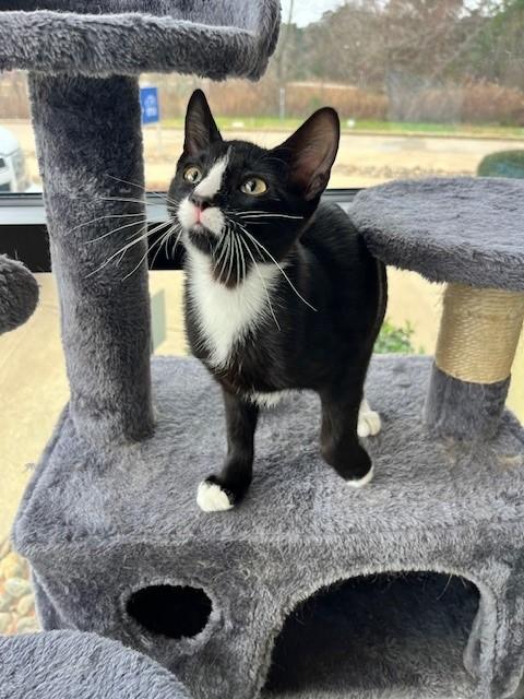 Figaro — thumbnail 5