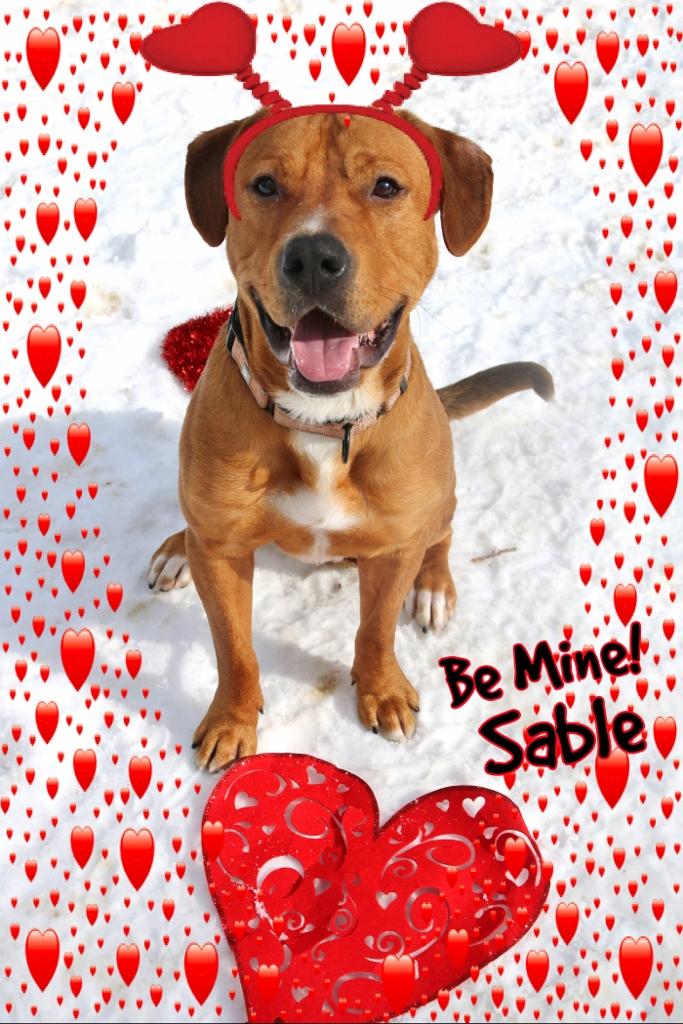 Sable 5