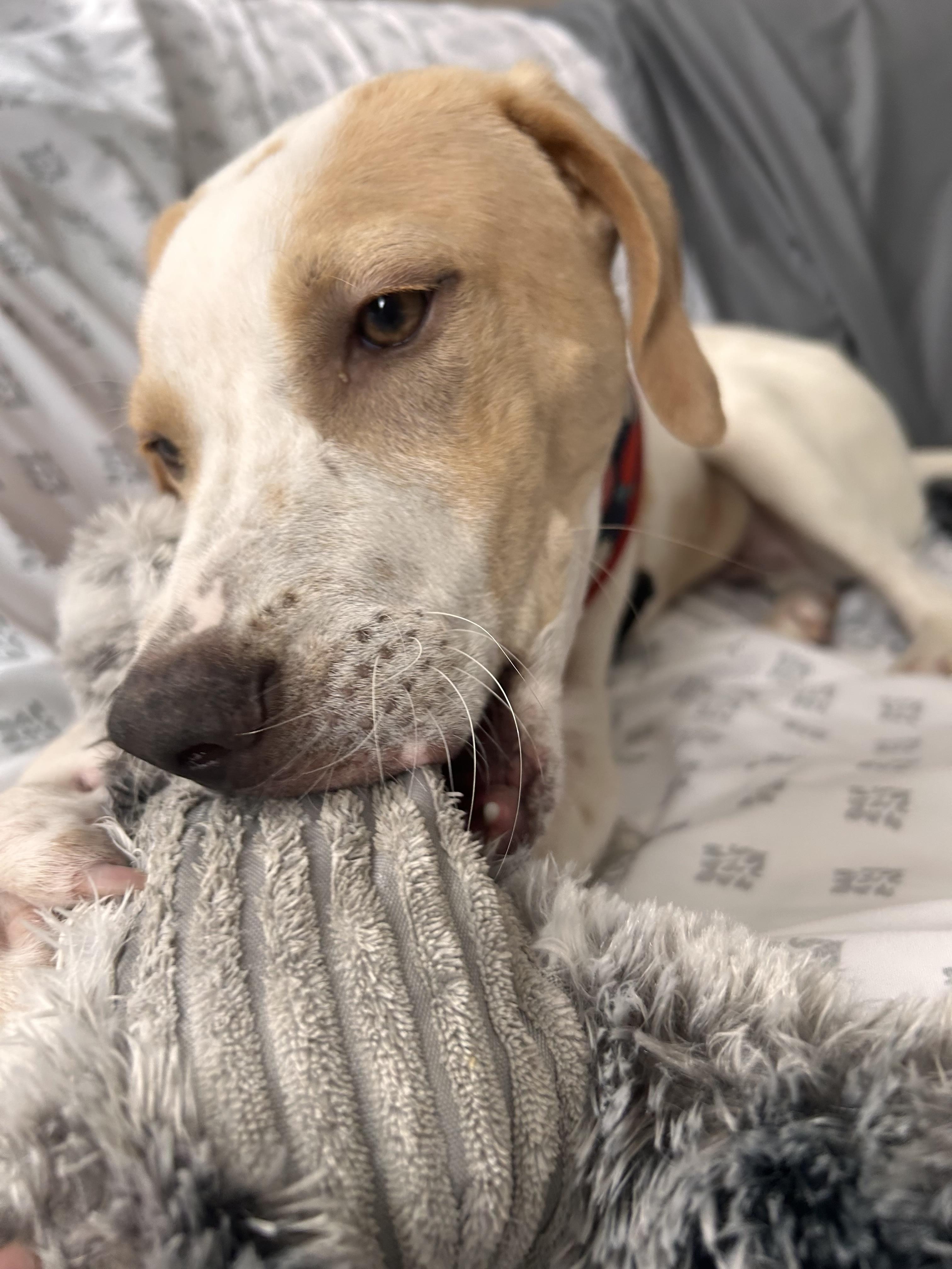 Enlarge Gordon, a Adoptable Mixed Breed in Rochester , NY image 3/5