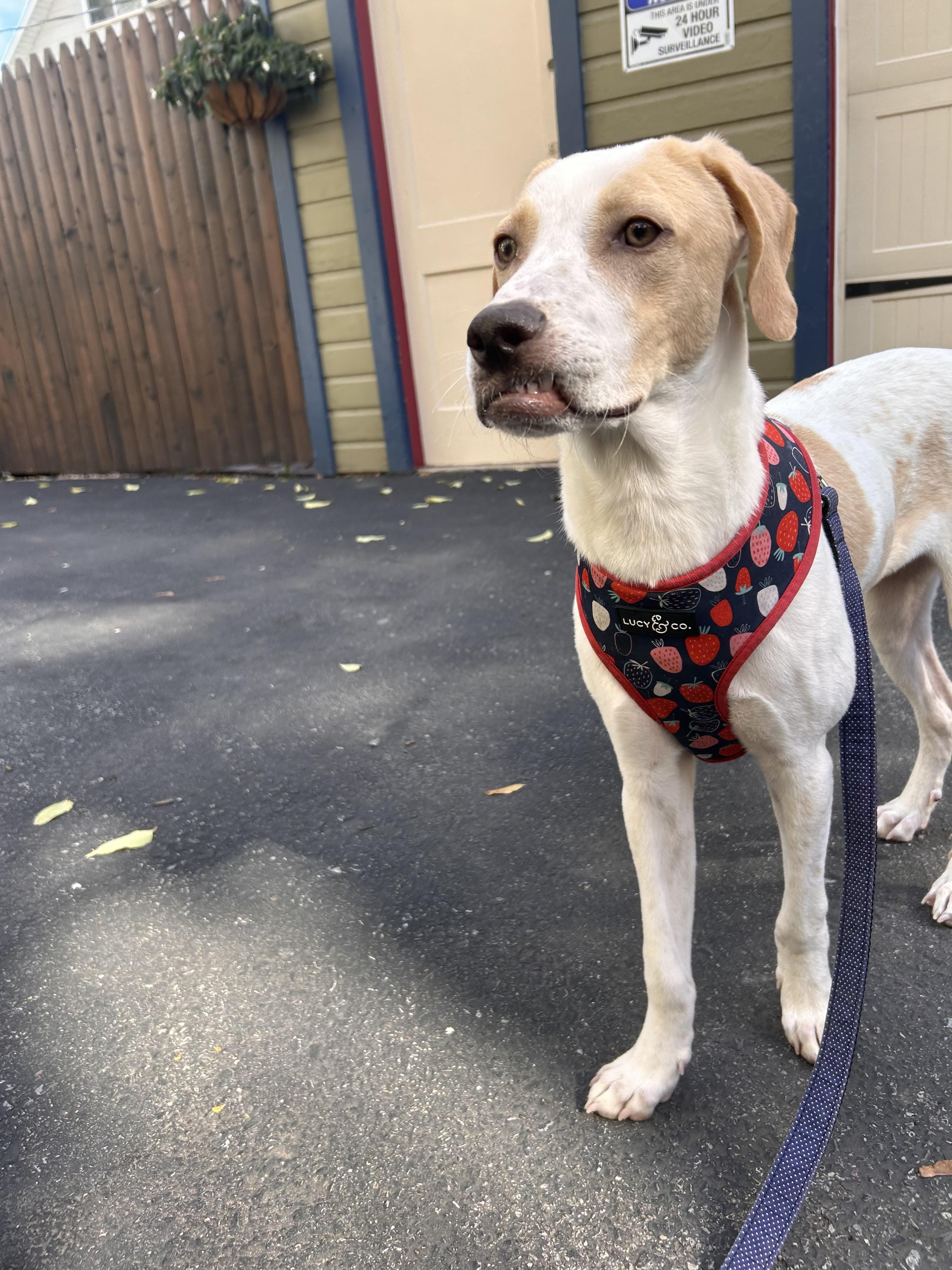 Enlarge Gordon, a Adoptable Mixed Breed in Rochester , NY image 4/5