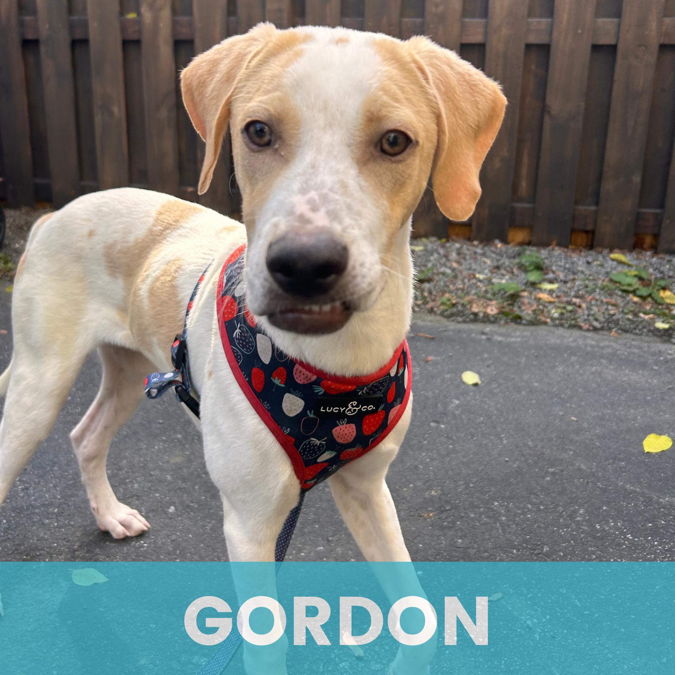 Enlarge Gordon, a Adoptable Mixed Breed in Rochester , NY image 1/5