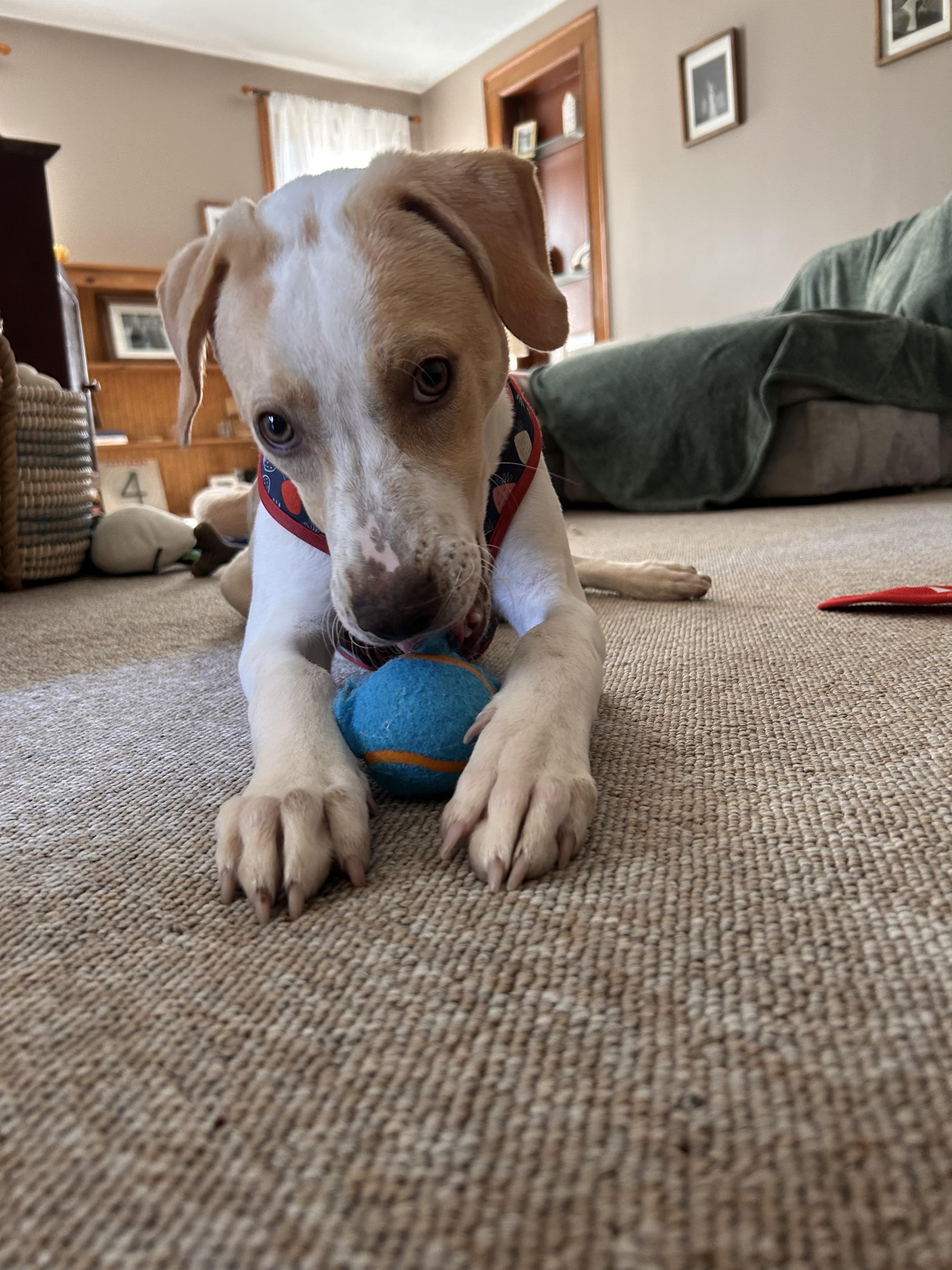 Enlarge Gordon, a Adoptable Mixed Breed in Rochester , NY image 2/5