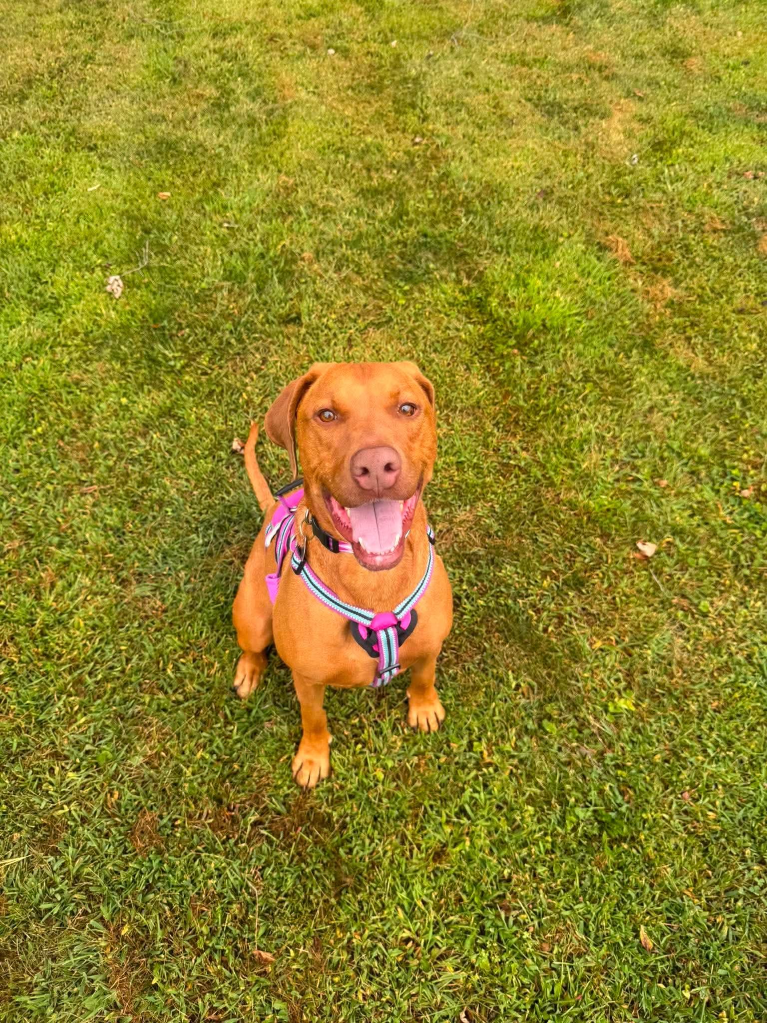 Enlarge Dakota, a Adoptable Mixed Breed in De Pere, WI image 1/3