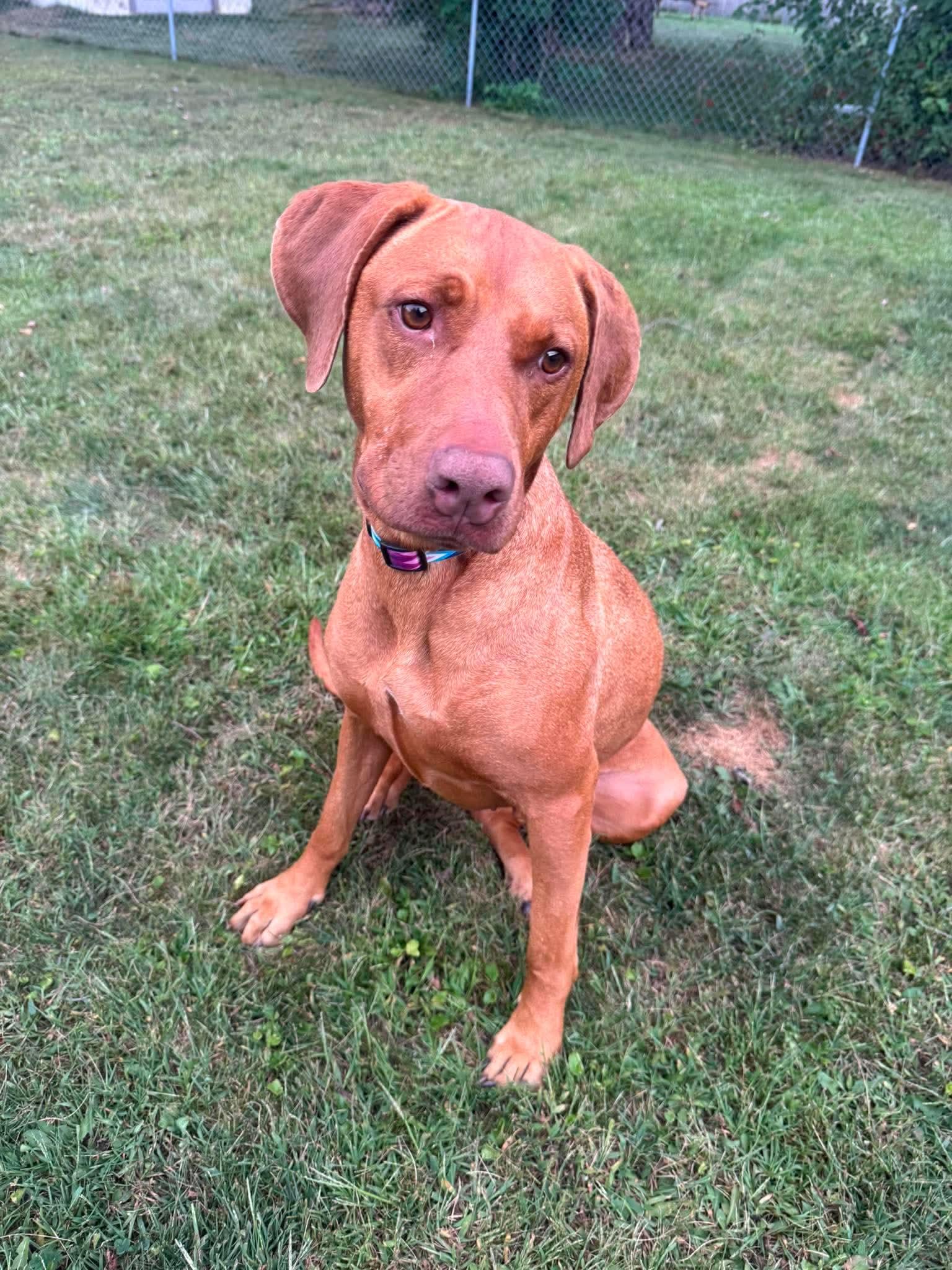 Enlarge Dakota, a Adoptable Mixed Breed in De Pere, WI image 2/3