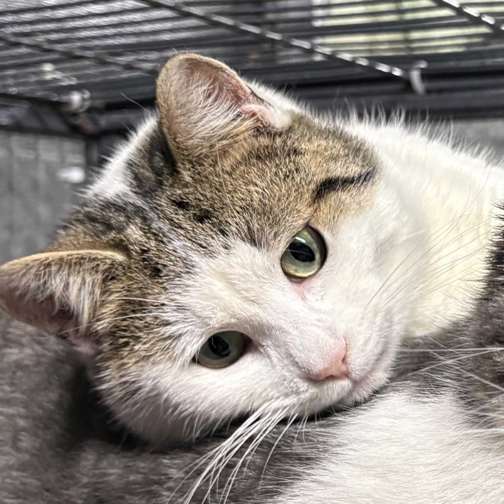 Enlarge RAIDEN (bonded with RAINA), a Adoptable Domestic Short Hair in Tillsonburg, ON image 1/3