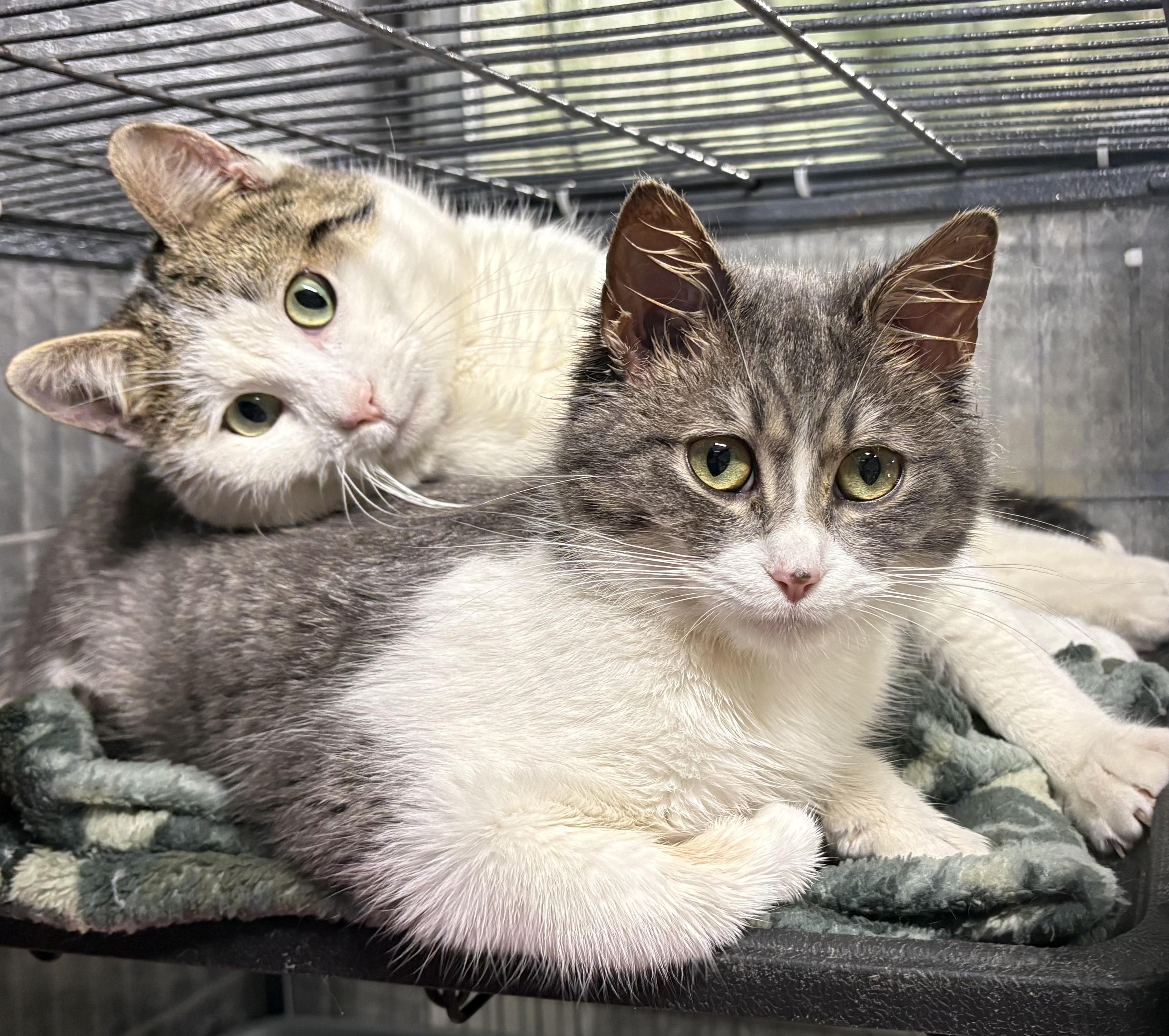 Enlarge RAIDEN (bonded with RAINA), a Adoptable Domestic Short Hair in Tillsonburg, ON image 2/3