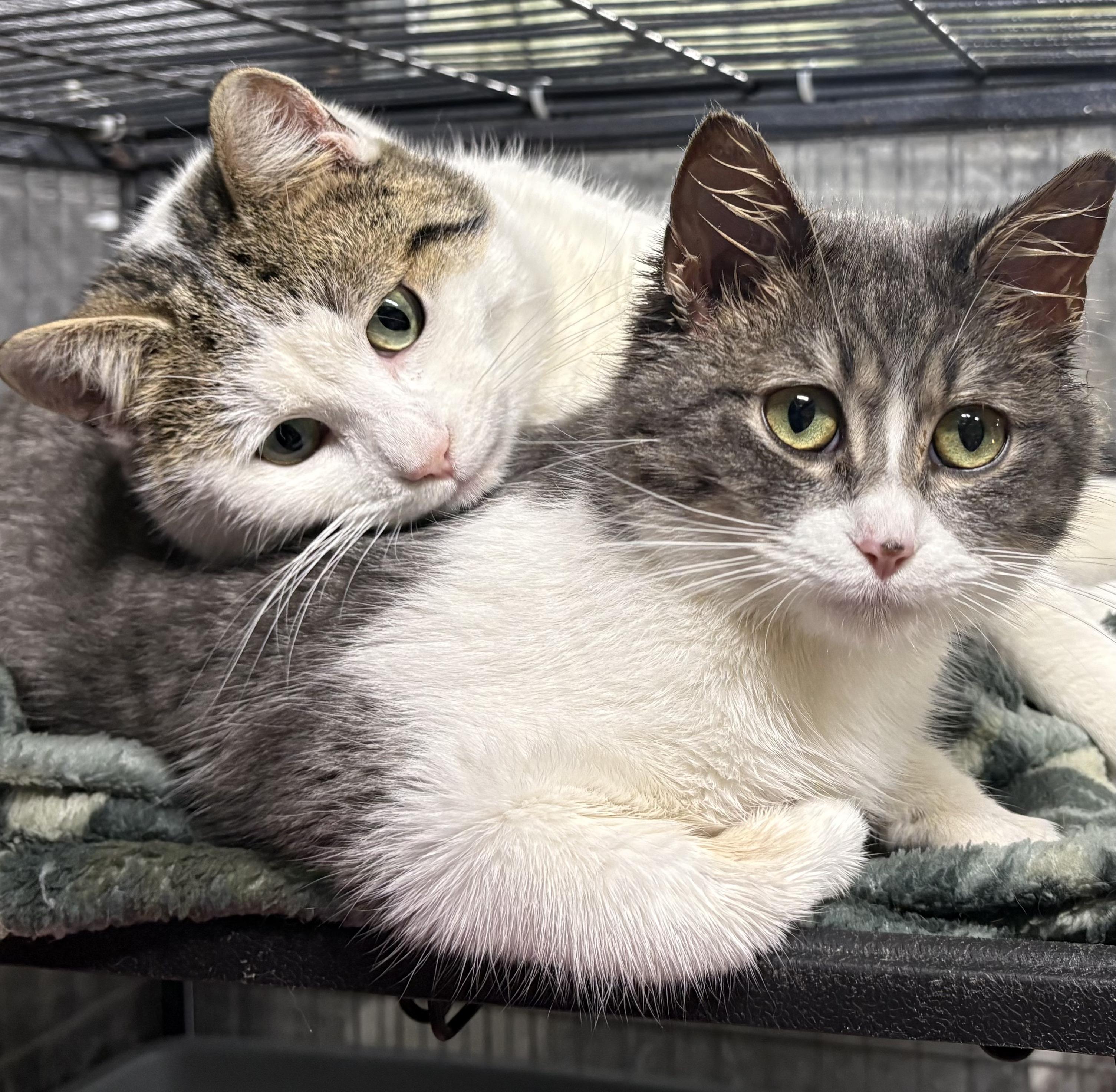 Enlarge RAIDEN (bonded with RAINA), a Adoptable Domestic Short Hair in Tillsonburg, ON image 3/3