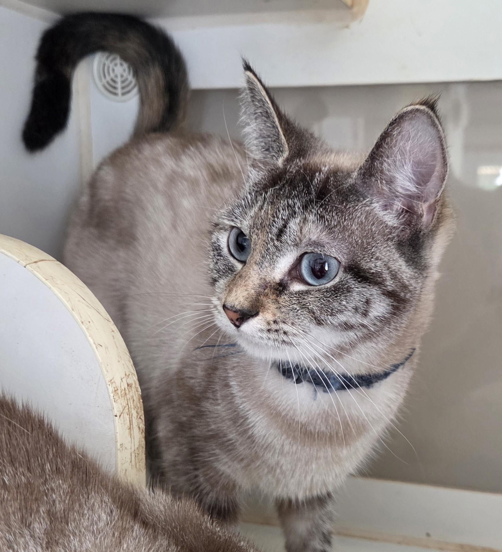 Enlarge Olive & Clove, a Adoptable Siamese in Mansfield Center, CT image 2/2
