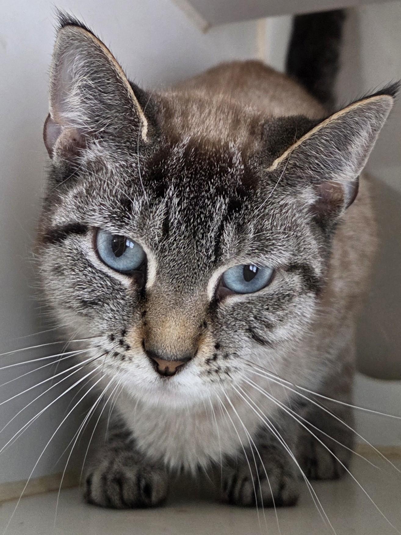 Enlarge Olive & Clove, a Adoptable Siamese in Mansfield Center, CT image 1/2