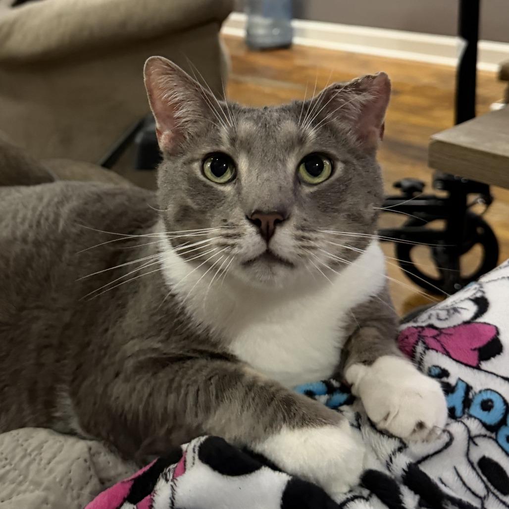 Little boy, a Adoptable Domestic Short Hair in Huntsville, AL image 1/6
