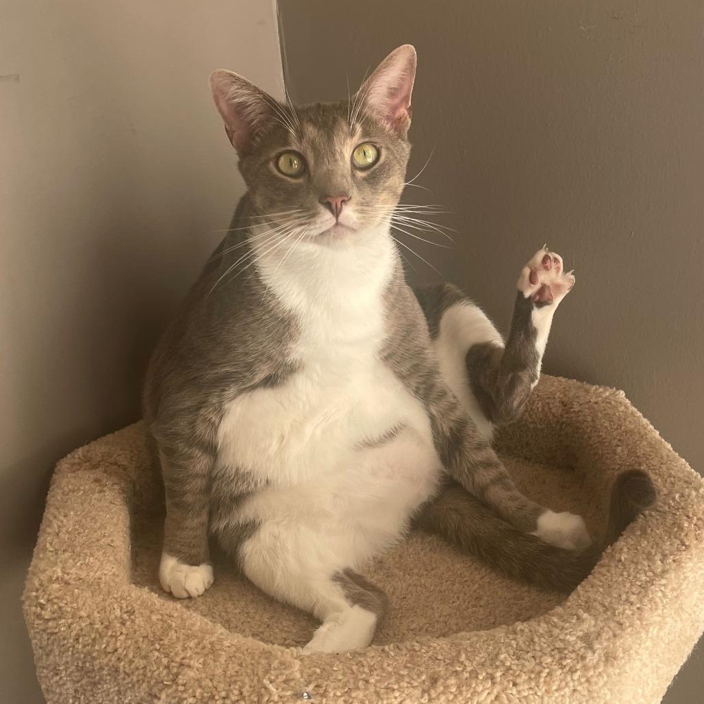 Little boy, a Adoptable Domestic Short Hair in Huntsville, AL image 4/6