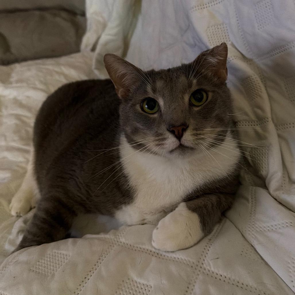 Little boy, a Adoptable Domestic Short Hair in Huntsville, AL image 5/6
