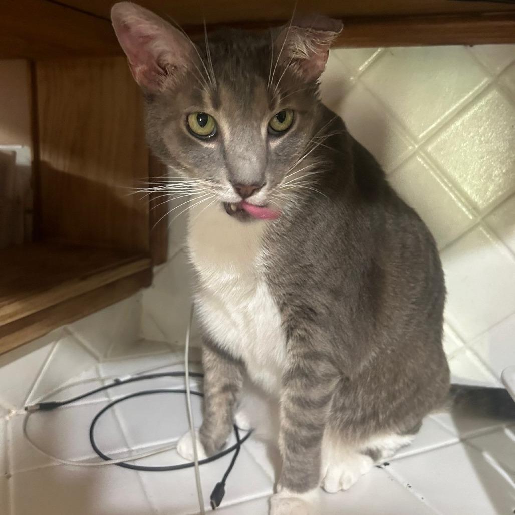 Little boy, a Adoptable Domestic Short Hair in Huntsville, AL image 6/6