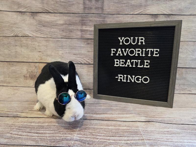 Ringo, Adoptable, Adult Male Dutch.