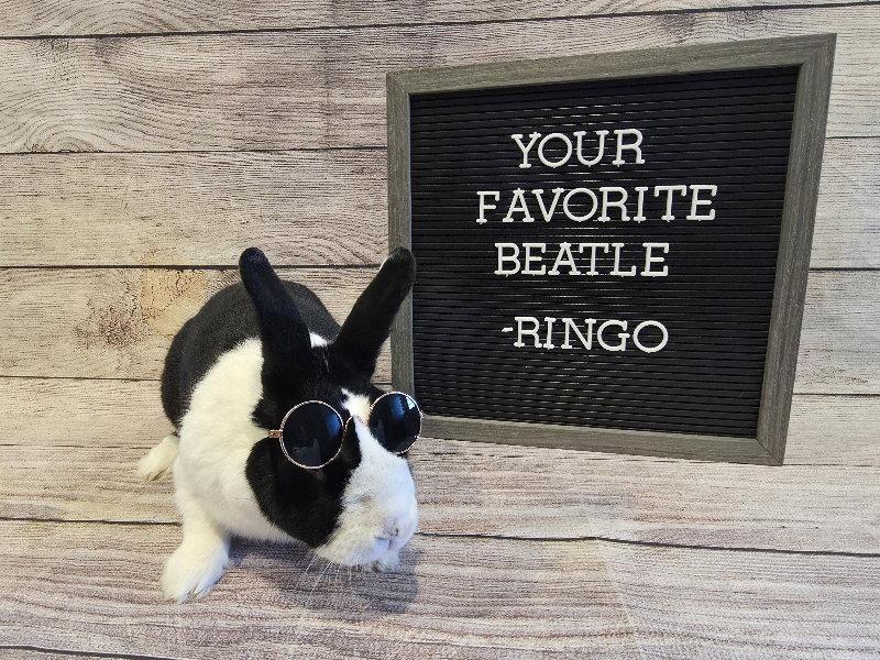 Enlarge Ringo, a Adoptable Dutch in Columbus, OH image 2/2