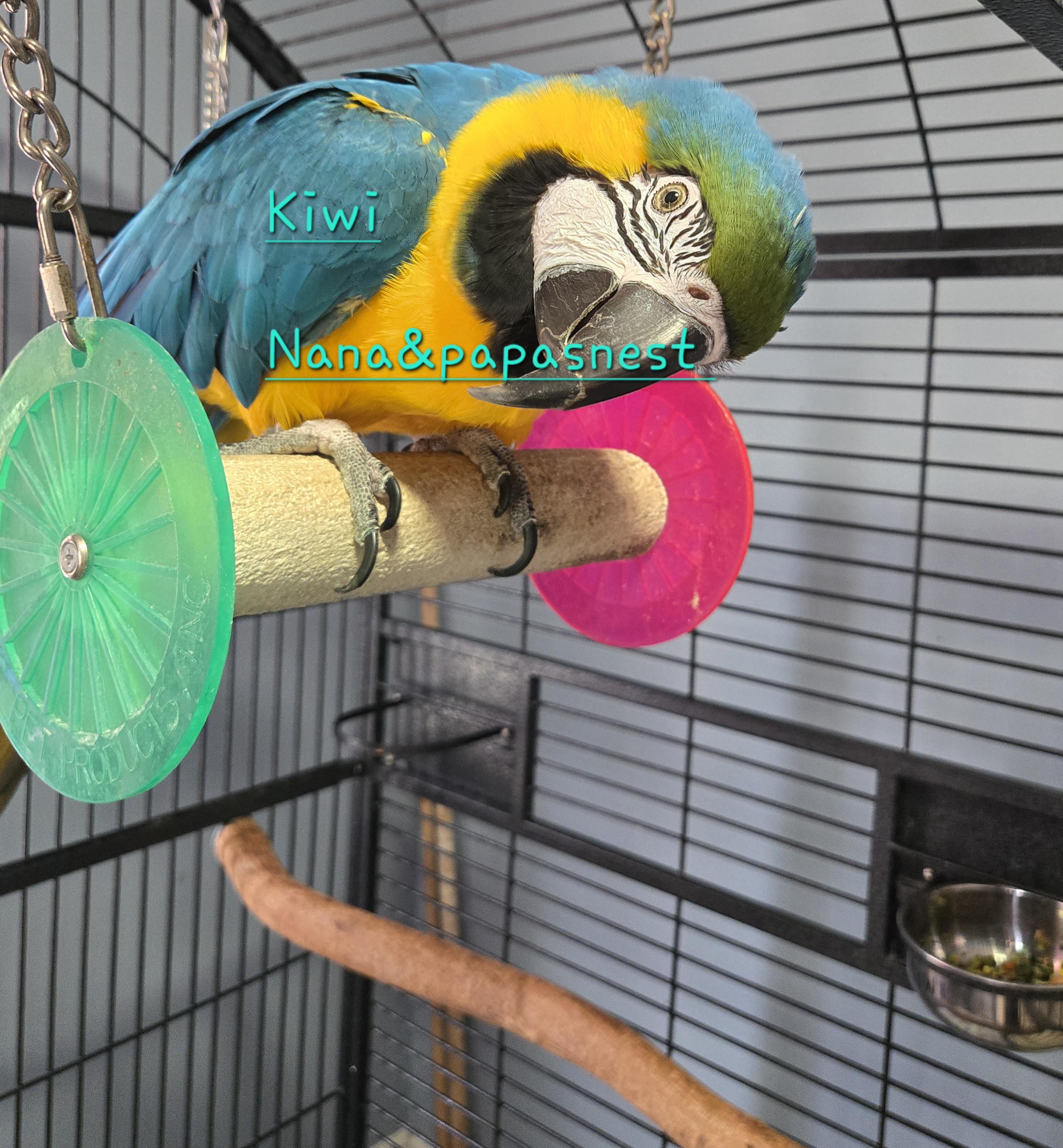 Kiwi, ADOPTABLE, Adult Female Macaw.