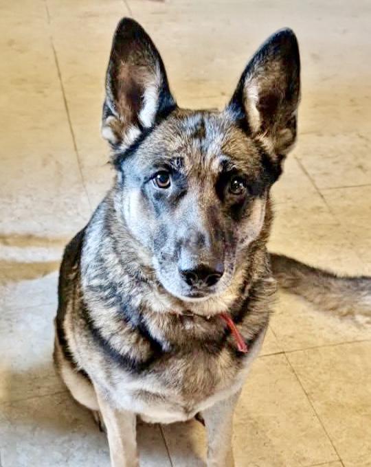 Enlarge Ruby Courtesy Listing, an adopted German Shepherd Dog in Westfield, NY image 5/5