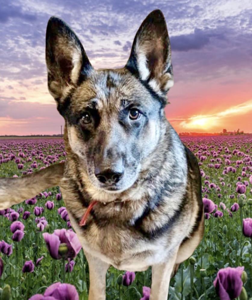Enlarge Ruby Courtesy Listing, an adopted German Shepherd Dog in Westfield, NY image 4/5