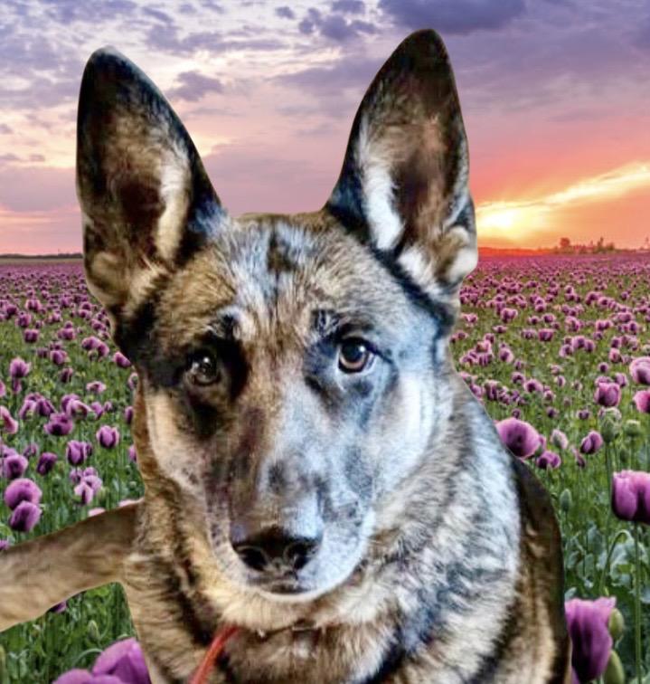 Enlarge Ruby Courtesy Listing, an adopted German Shepherd Dog in Westfield, NY image 3/5