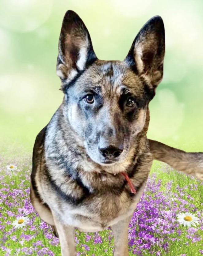 Enlarge Ruby Courtesy Listing, an adopted German Shepherd Dog in Westfield, NY image 1/5