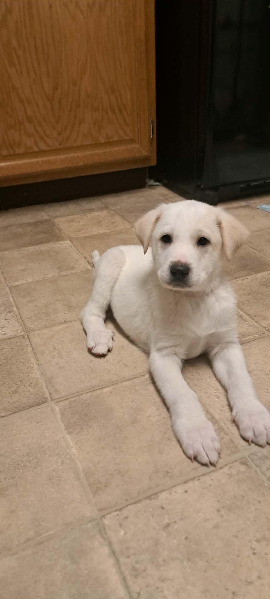PAGE, Adoptable, Young Male Great Pyrenees.