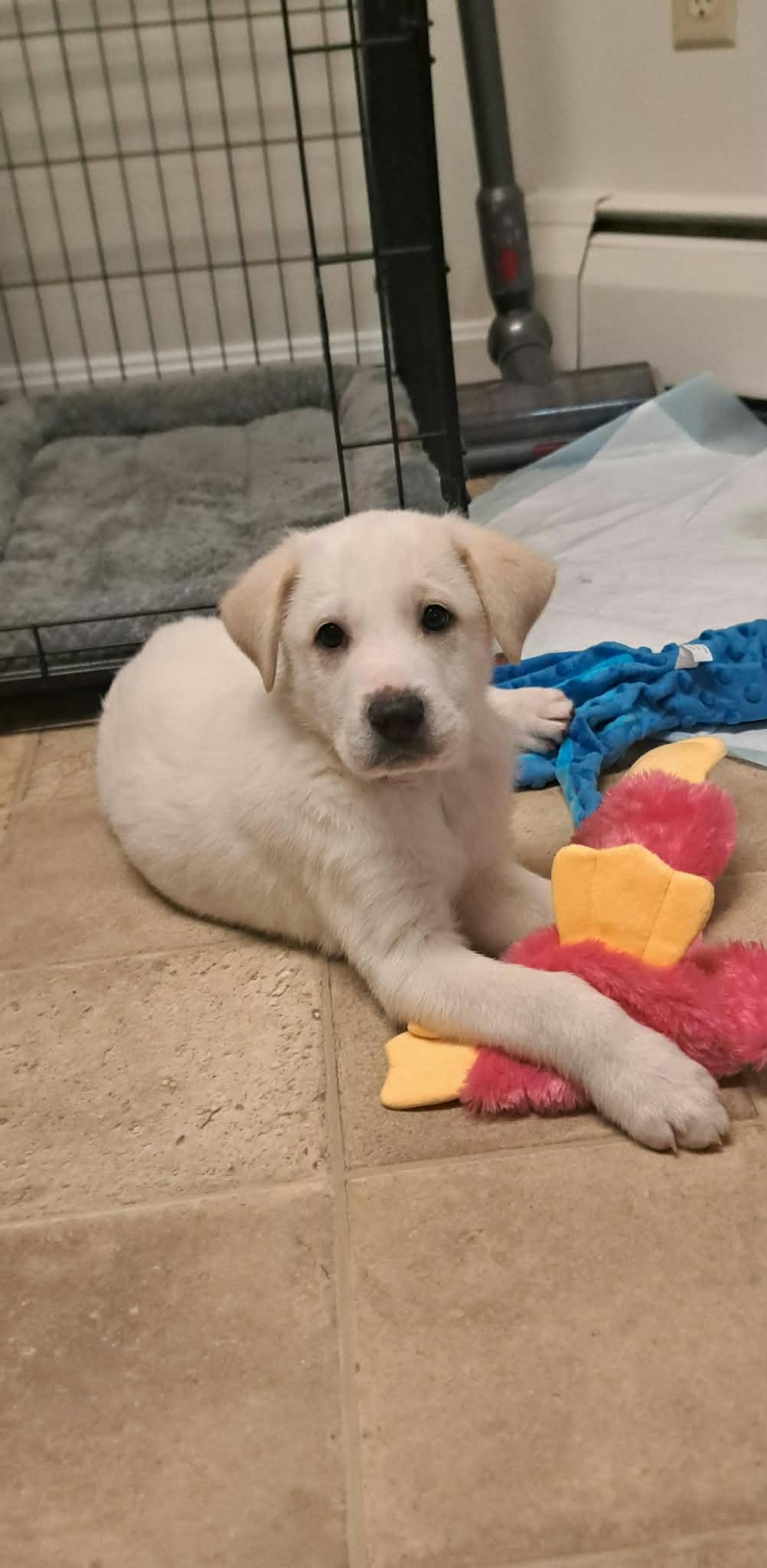 PAGE, a Adoptable Great Pyrenees in Pomfret Center, CT image 3/3