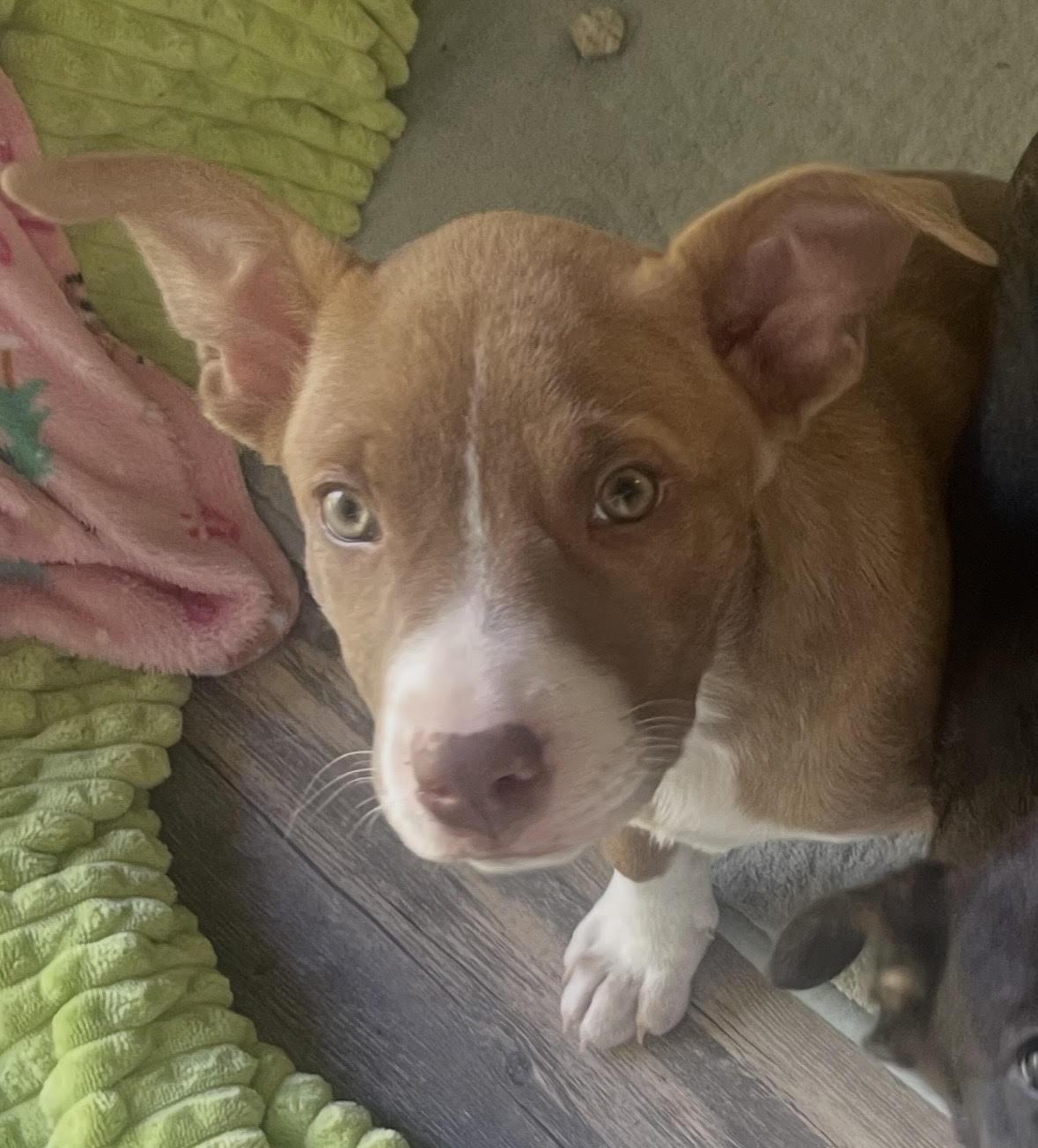 Enlarge Carly, a ADOPTABLE mixed breed in Addison, IL image 1/1
