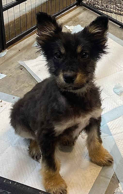 Enlarge Buddy, an adopted mixed breed in Polson, MT image 4/5