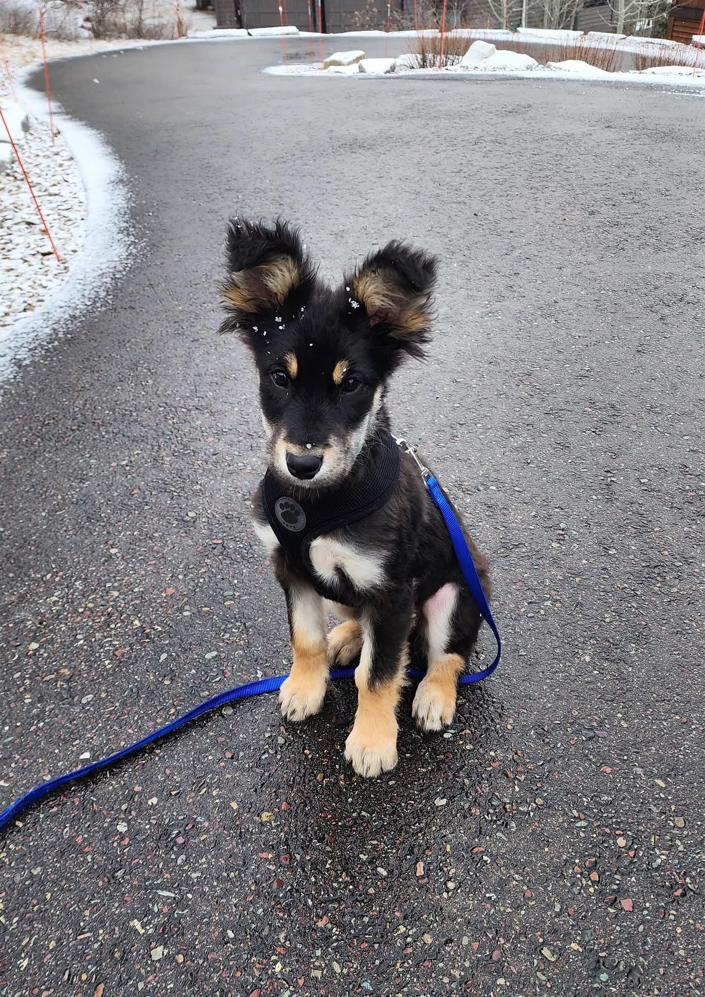 Enlarge Buddy, an adopted mixed breed in Polson, MT image 2/5