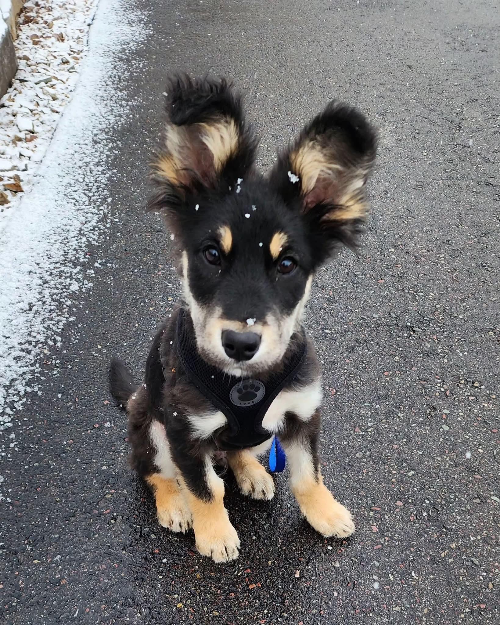 Enlarge Buddy, an adopted mixed breed in Polson, MT image 1/5