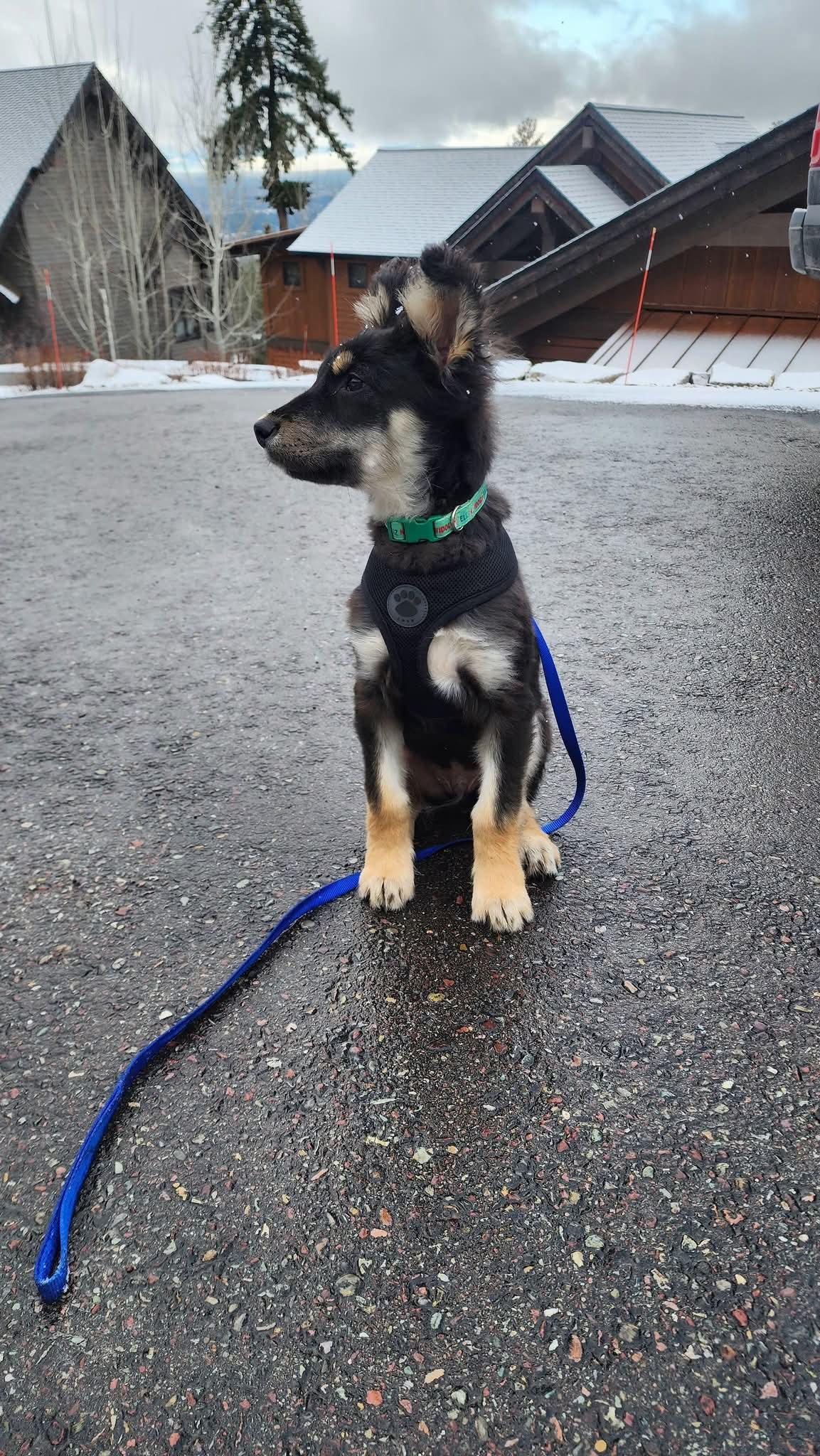 Enlarge Buddy, an adopted mixed breed in Polson, MT image 3/5