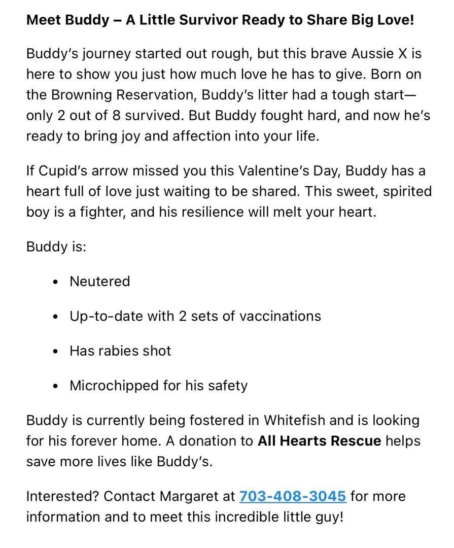 Enlarge Buddy, an adopted mixed breed in Polson, MT image 5/5