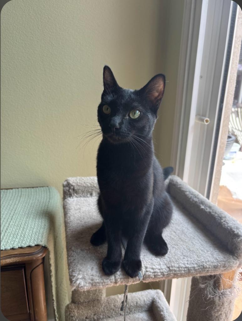 Enlarge Itsy Bitsy, a Adoptable mixed breed in San Jacinto, CA image 1/1