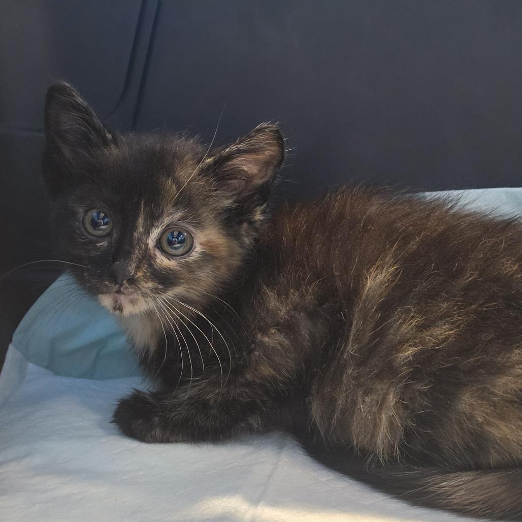 Lulu, Adoptable, Young Female Domestic Short Hair.