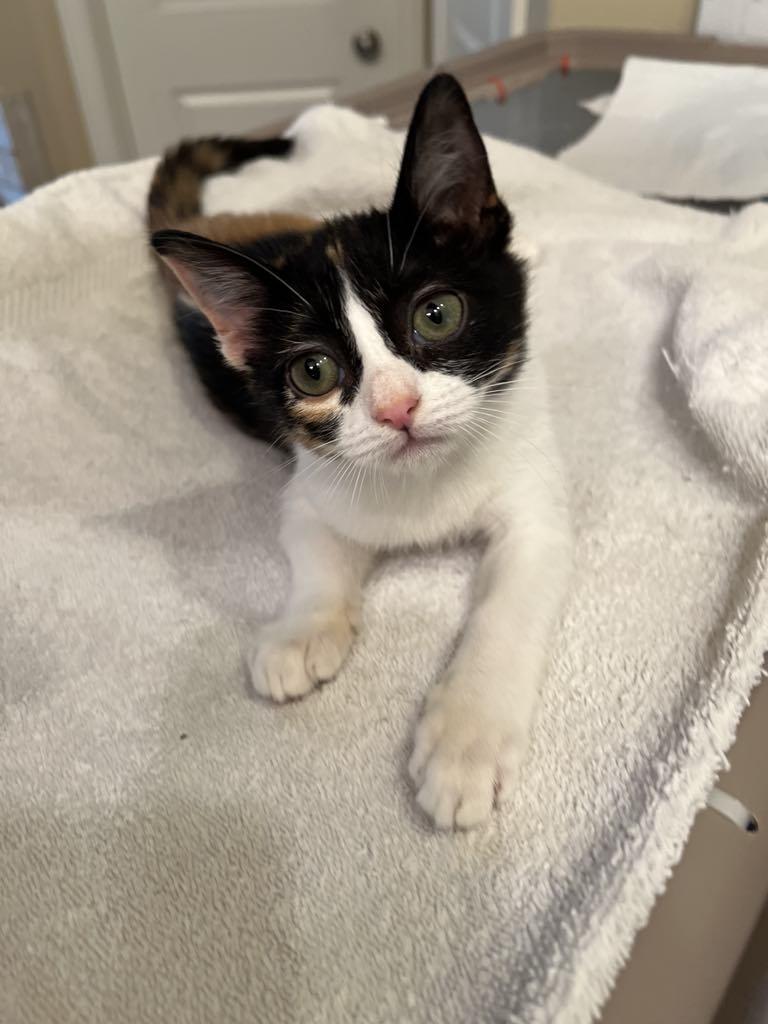 Enlarge Mardi Gras, a Adoptable Calico in Dallas, TX image 1/2