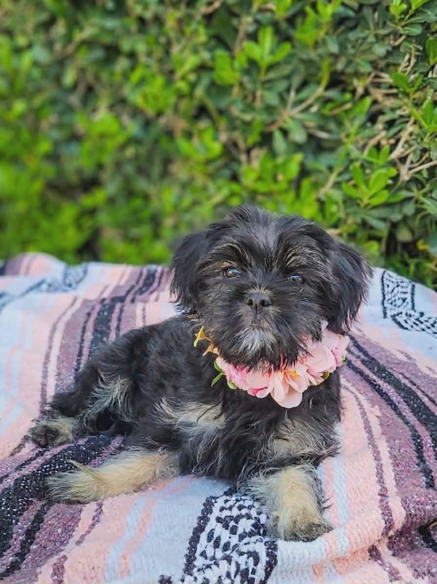 Enlarge Polly, a ADOPTABLE mixed breed in Temecula, CA image 1/1