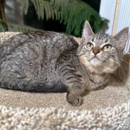 SELENA - SWEETEST AND SILLIEST!, Adoptable, Kitten Female Bengal.