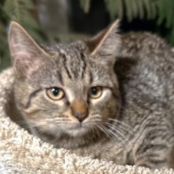 Enlarge SELENA - SWEETEST AND SILLIEST!, a Adoptable mixed breed in Danbury, CT image 2/6