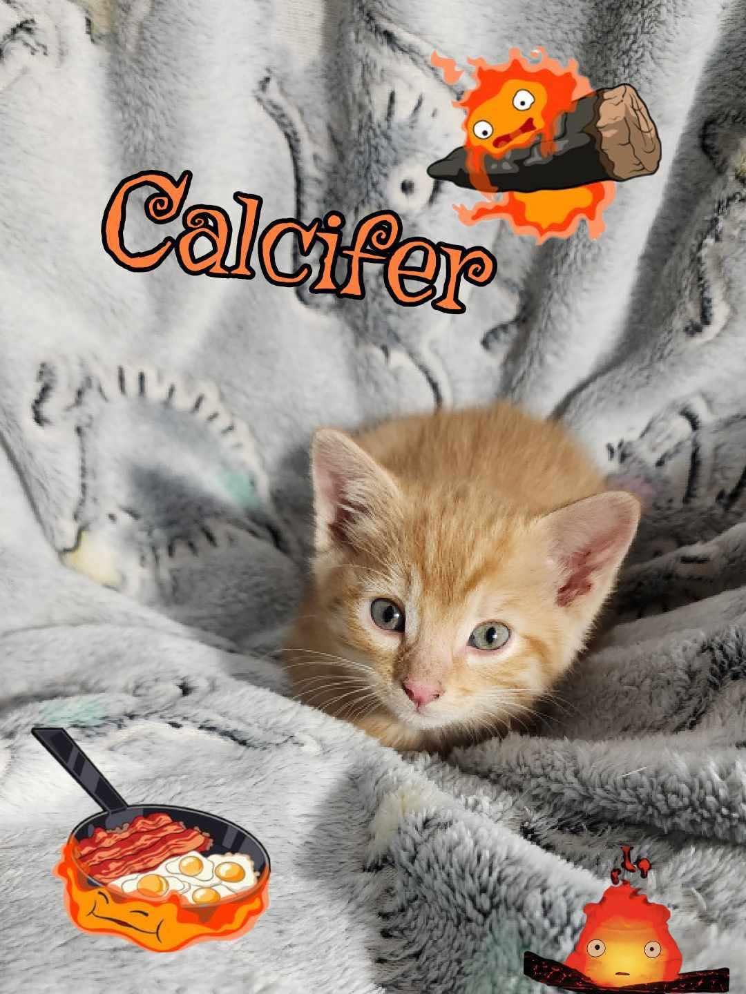 Enlarge Calcifer, a Adopted Domestic Short Hair in Sullivan, IN image 1/1