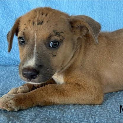 Enlarge Morris, a Adoptable mixed breed in Lima, OH image 1/2