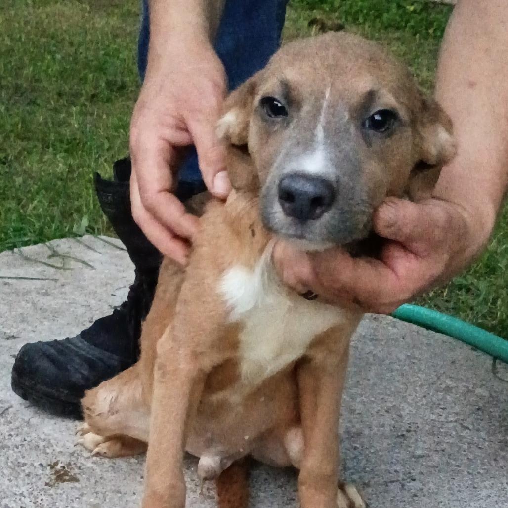 Enlarge Morris, a Adoptable mixed breed in Lima, OH image 2/2
