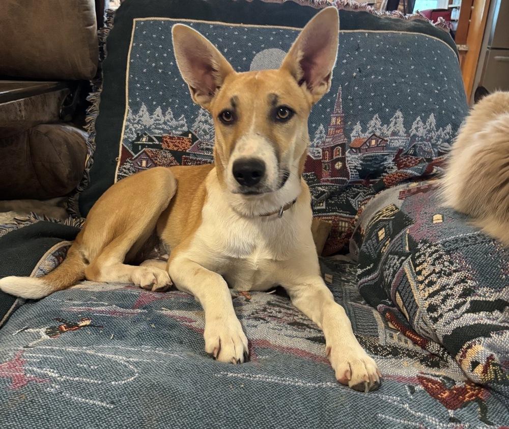 Enlarge Fawn, a Adoptable mixed breed in Brookshire, TX image 1/3