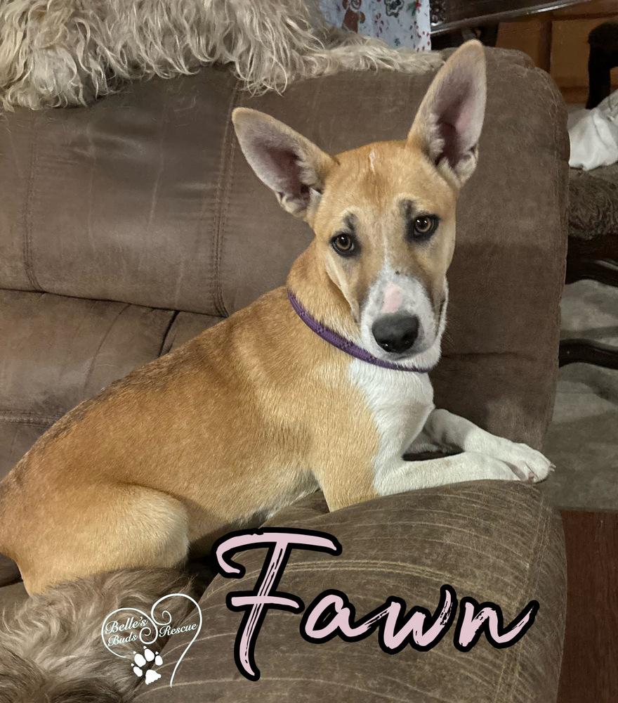 Enlarge Fawn, a Adoptable mixed breed in Brookshire, TX image 2/3