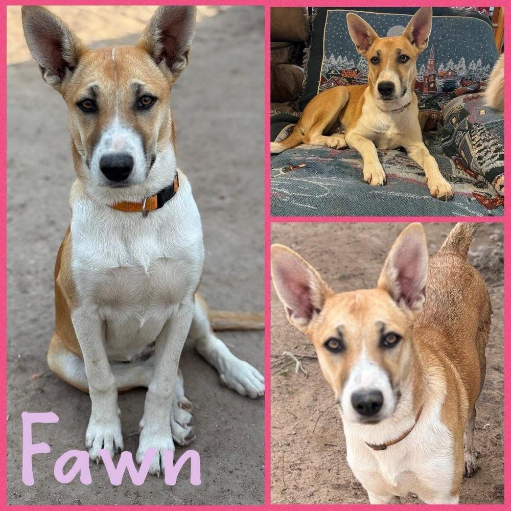 Enlarge Fawn, a Adoptable mixed breed in Brookshire, TX image 3/3