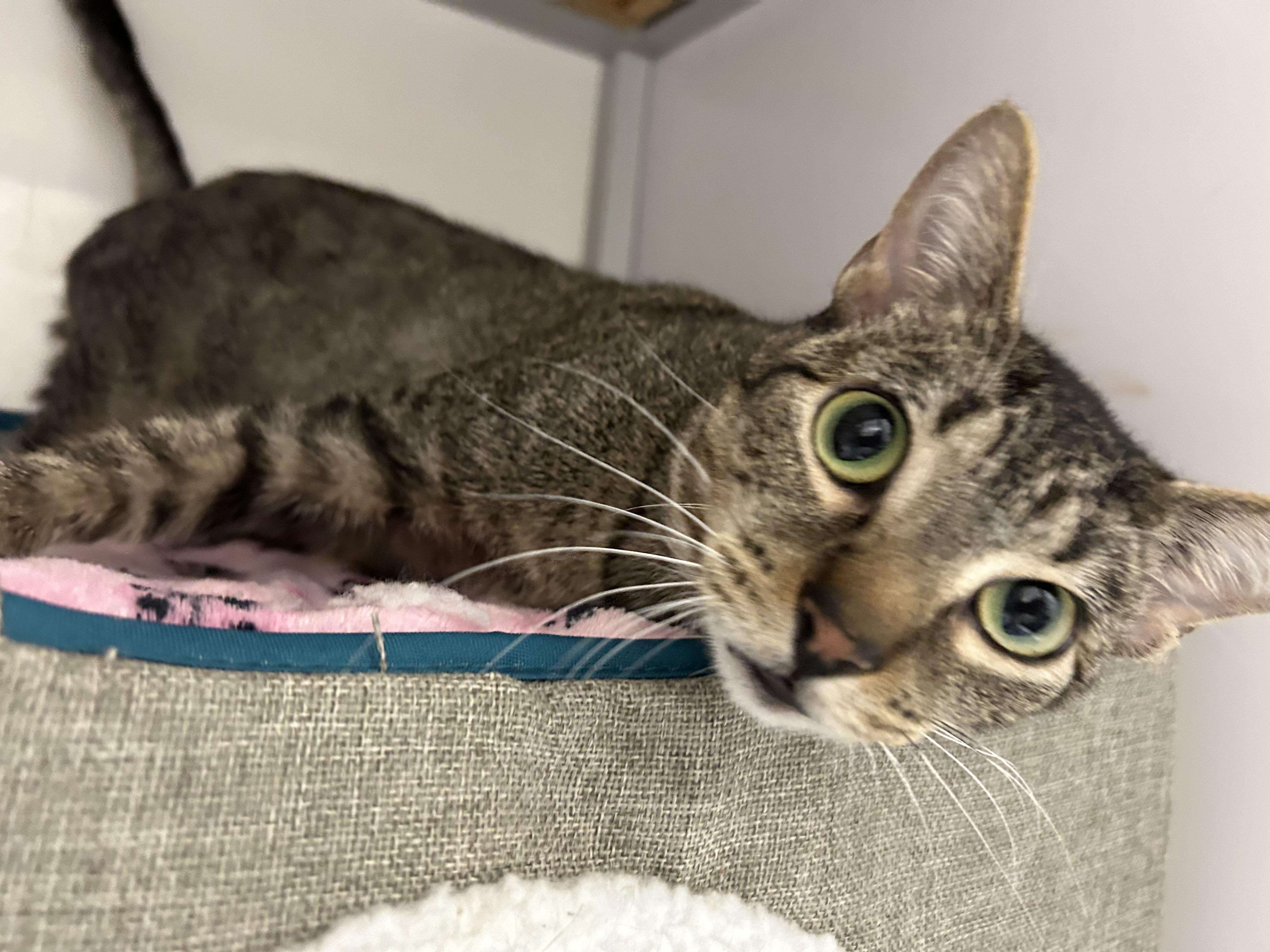 Mira, a ADOPTABLE Domestic Short Hair in White Oak, PA image 4/4