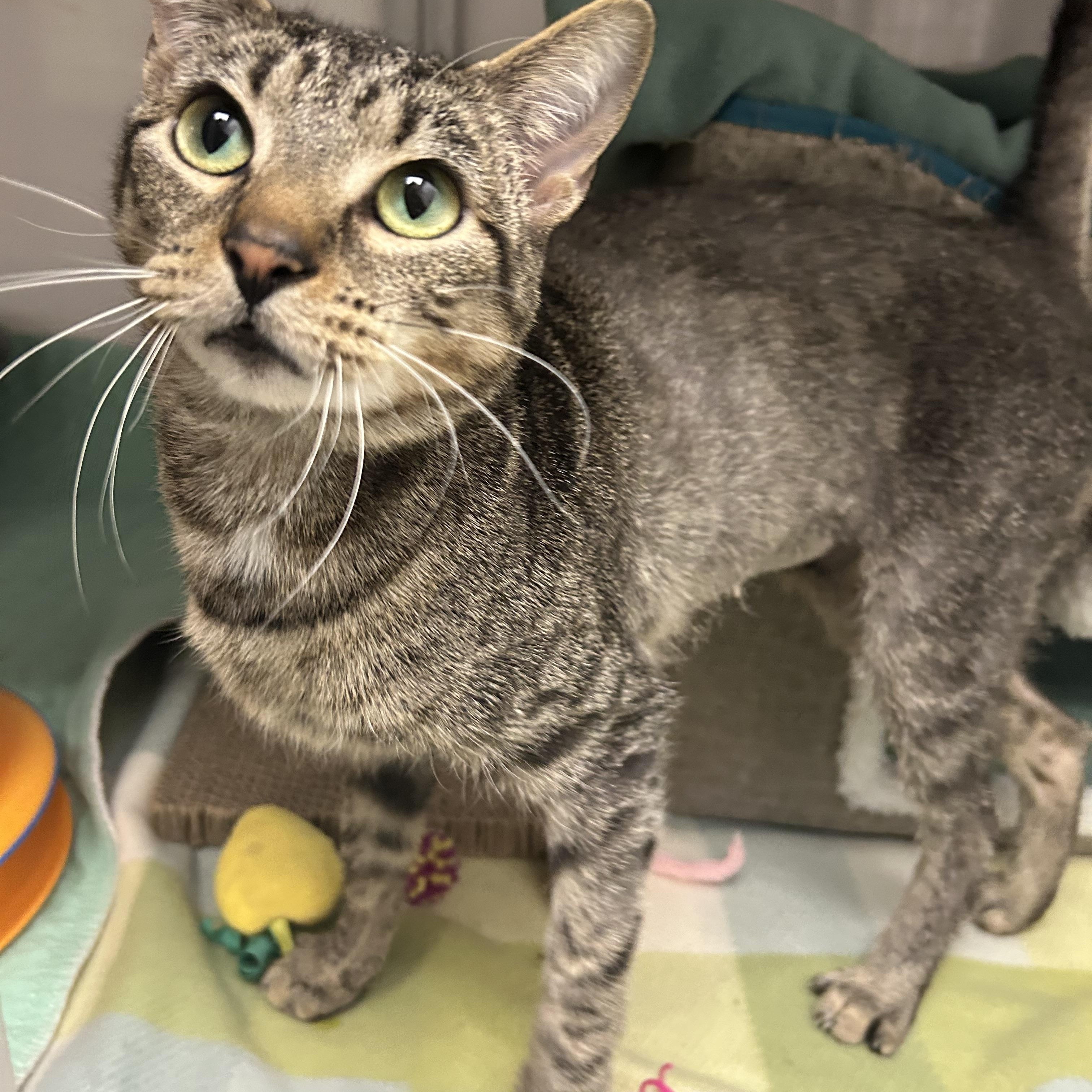 Mira, ADOPTABLE, Adult Female Domestic Short Hair.