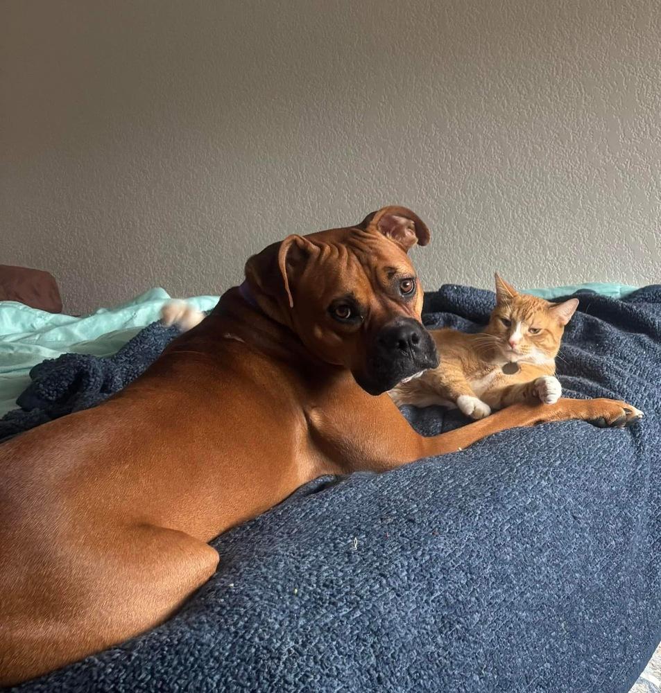 Walnut, a Adoptable mixed breed in Denver, CO image 1/5