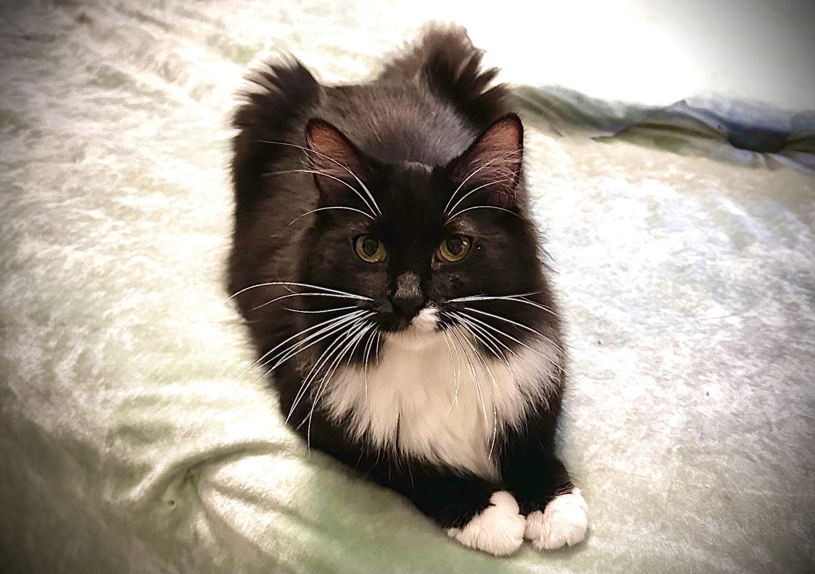 Enlarge Po, a Adoptable mixed breed in Fort Myers, FL image 1/1