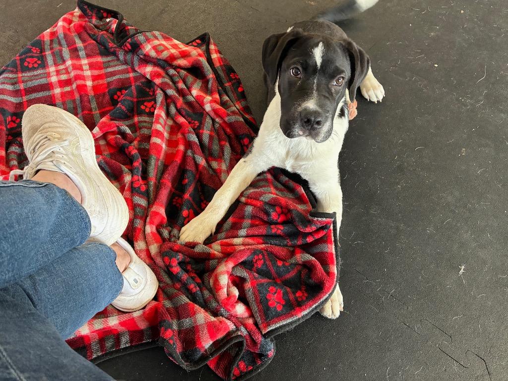 Enlarge Smudge, a Adoptable mixed breed in Indianapolis, IN image 1/3